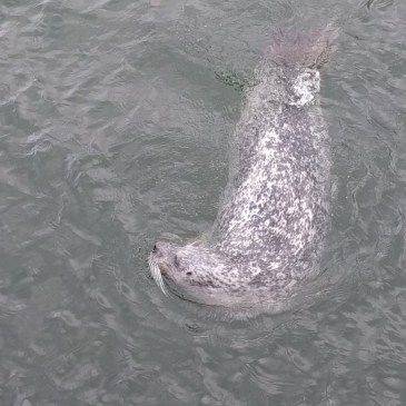 Zu sehen ist eine im Wasserschwimmende Robbe. Sehr niedlich.